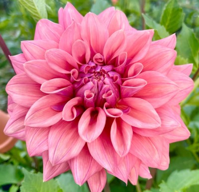 Lileah Caramel Rose - Dahlia Tuber