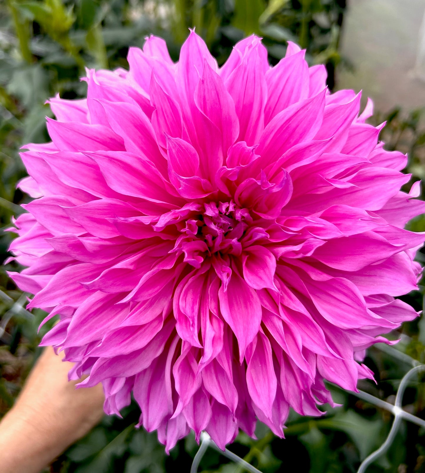 Lileah Mailman - Dahlia Tuber