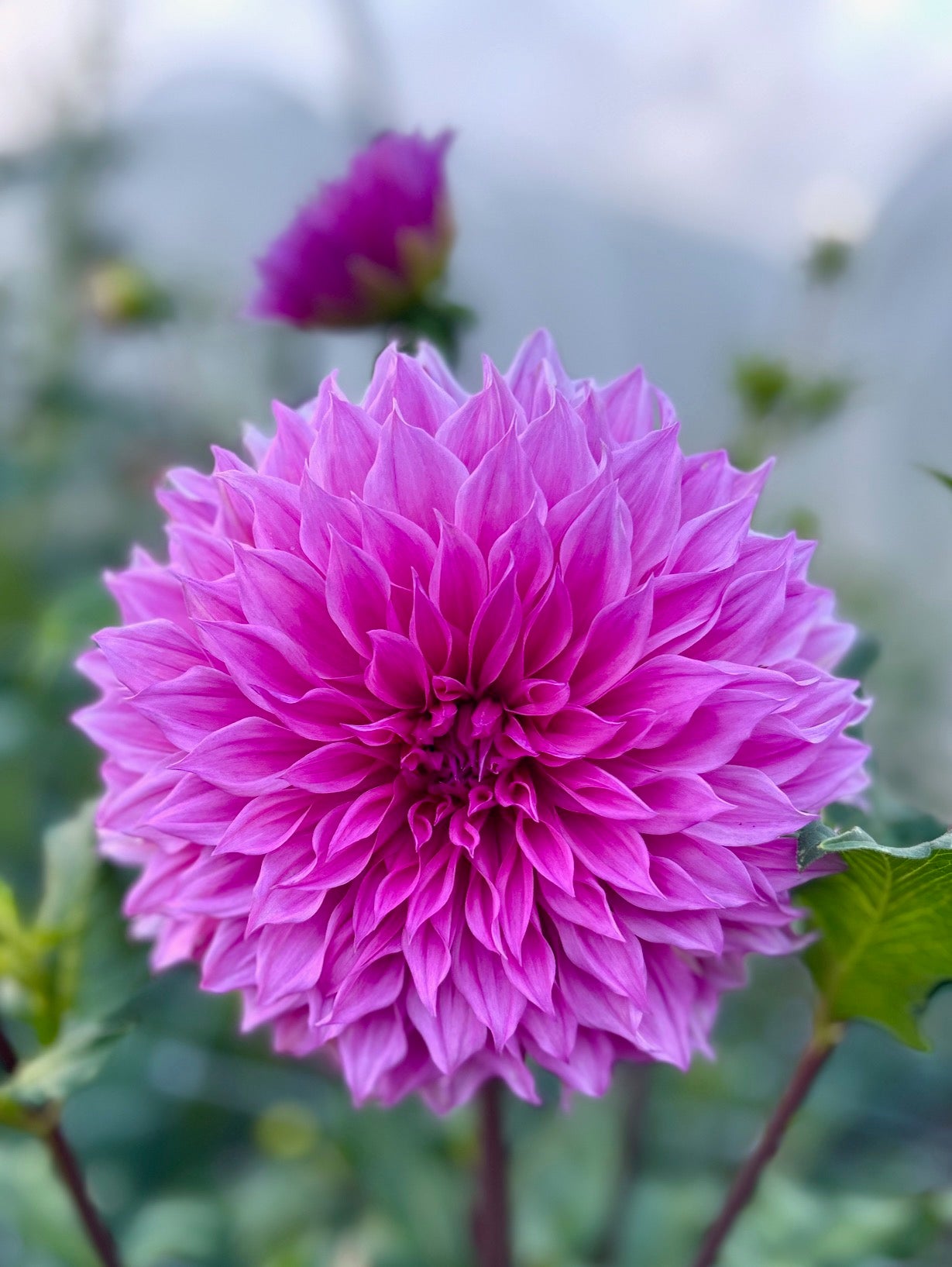 Lileah Mailman - Dahlia Tuber