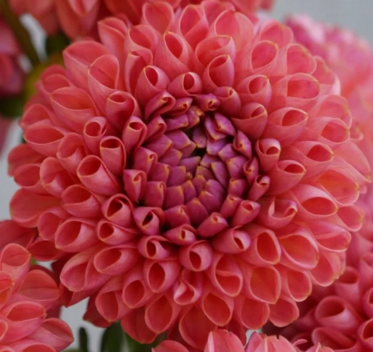 Little Peaches - Dahlia Tuber