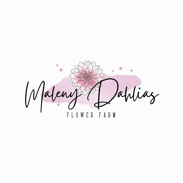Maleny Dahlias