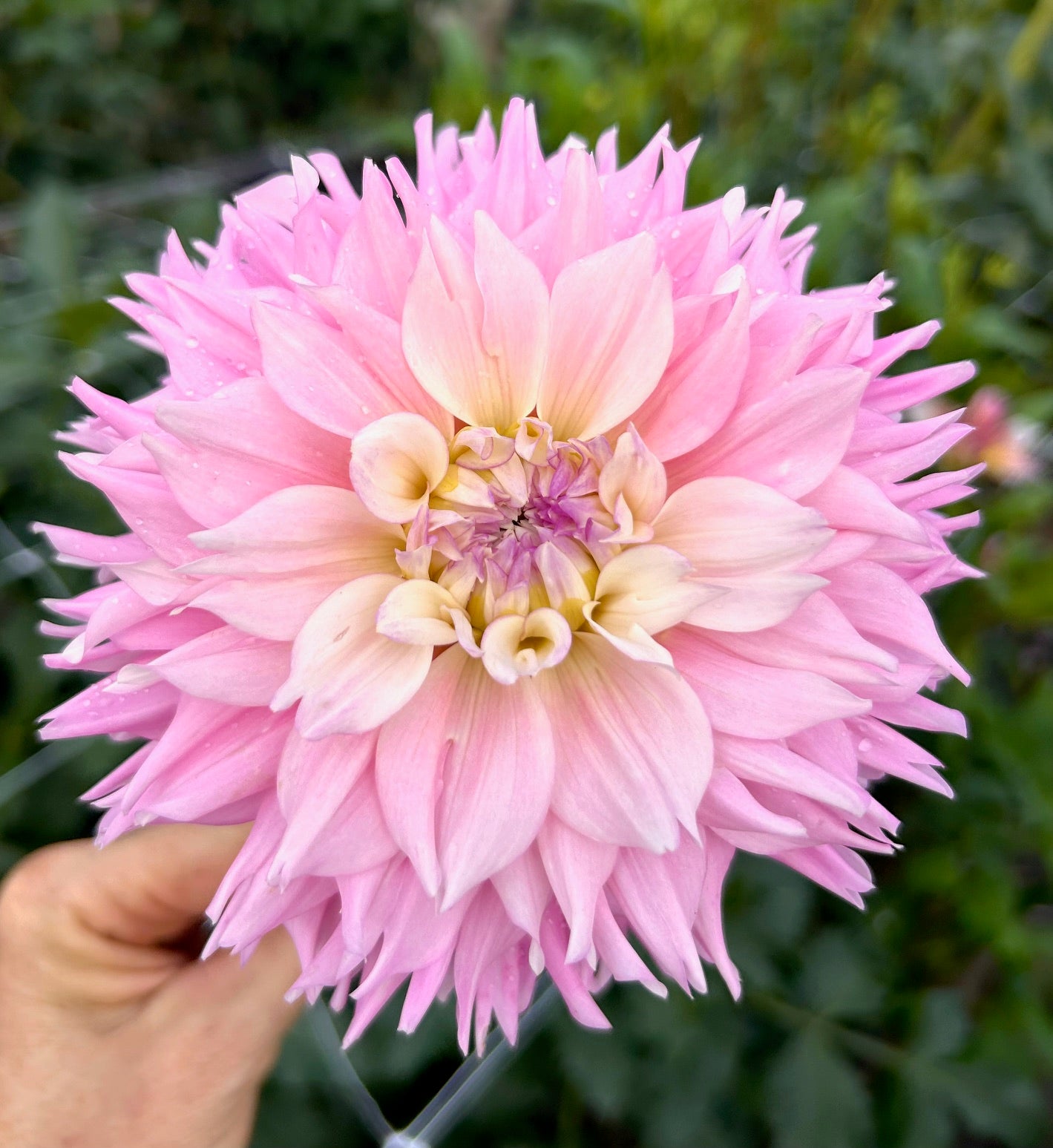 Margarita - Dahlia Tuber