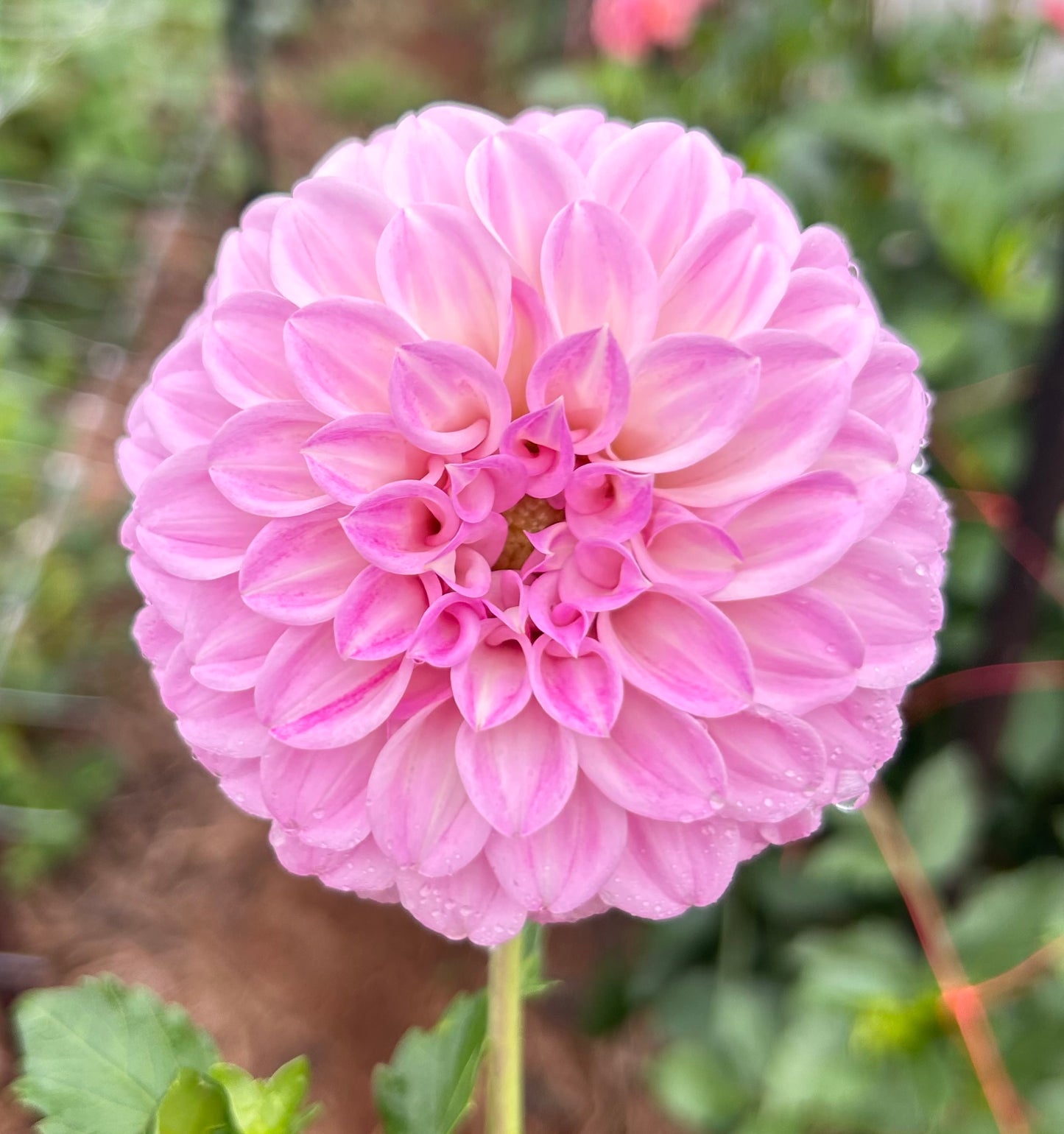 Marshmallow - Dahlia Tuber