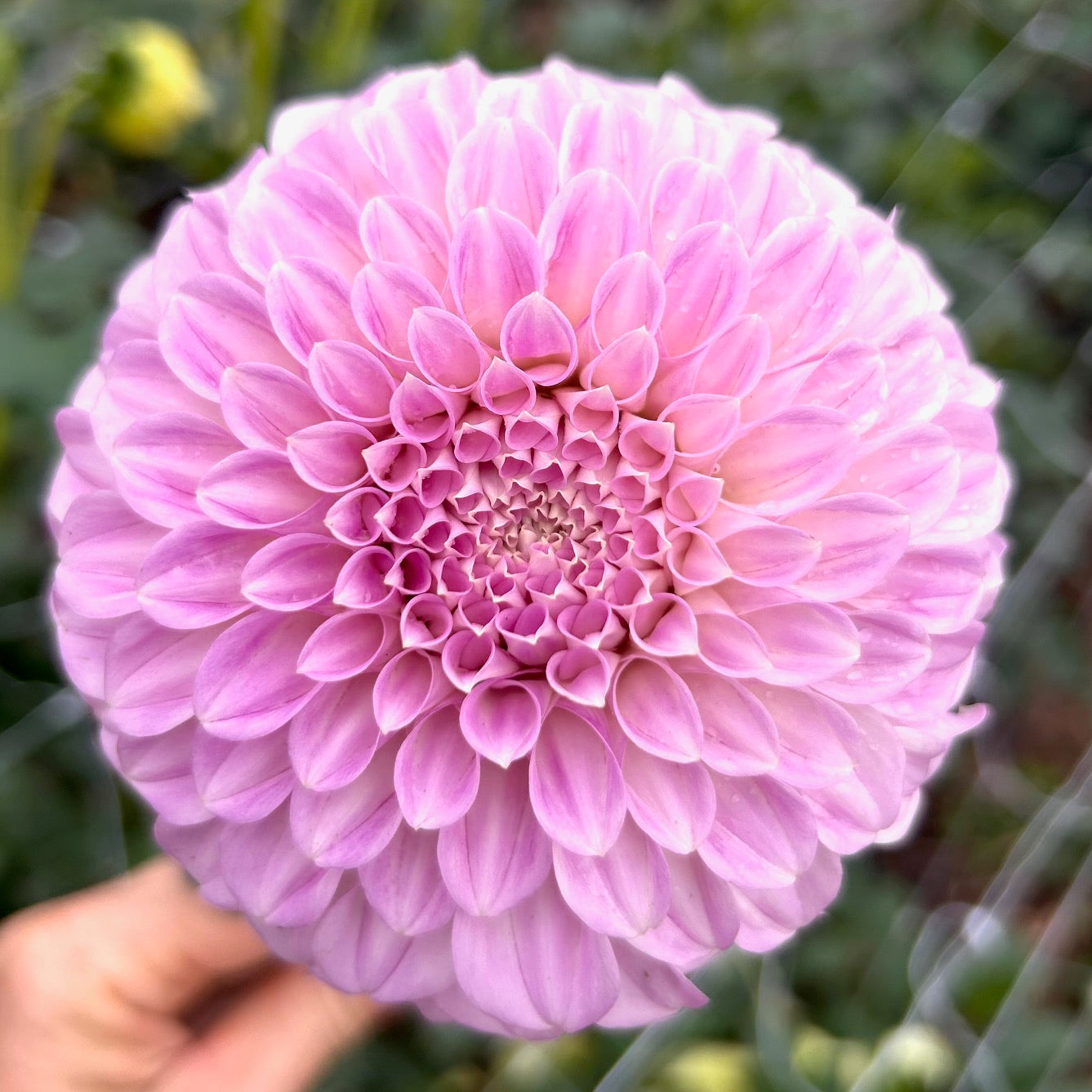 Mellum Nina - Dahlia Tuber