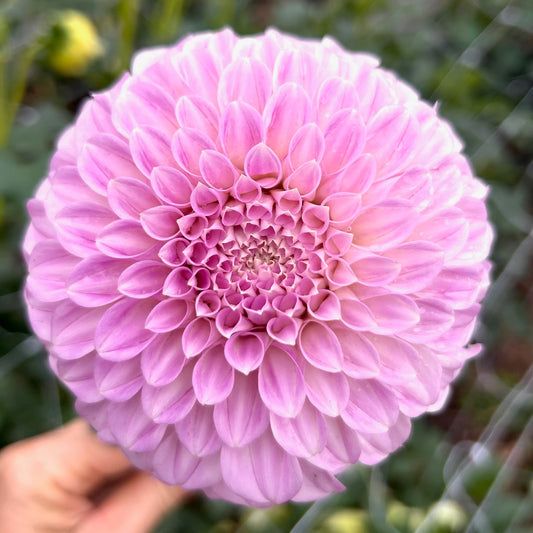 Mellum Nina - Dahlia Tuber