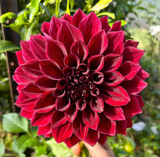 Ned Kelly - Dahlia Tuber