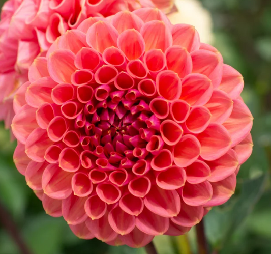 Peachy - Dahlia Tuber
