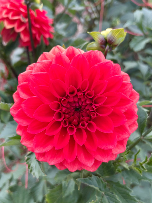 Cherry Valentine - Dahlia Tuber