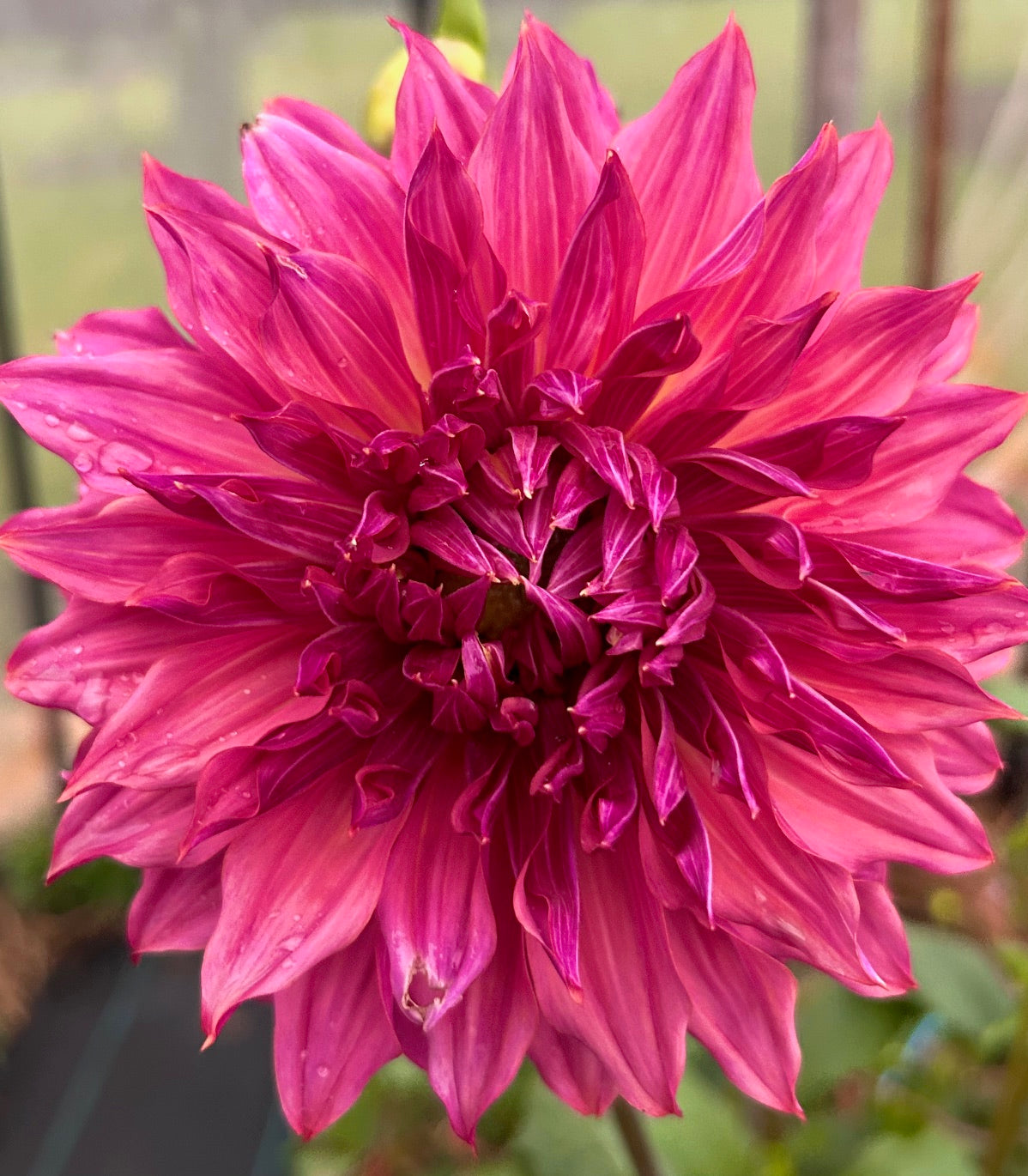 Penhill Dark Monach - Dahlia Tuber