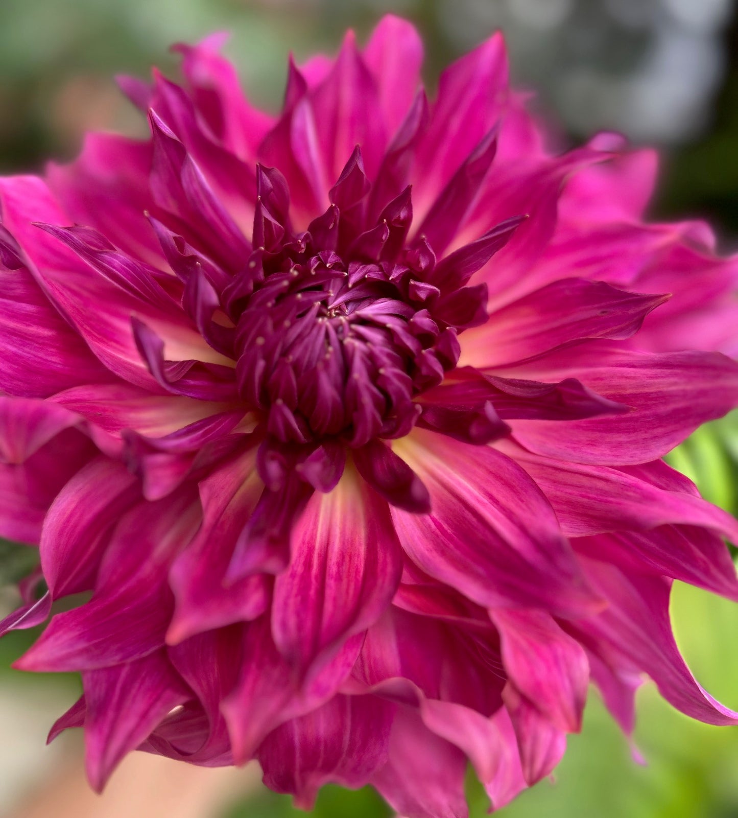 Penhill Dark Monach - Dahlia Tuber