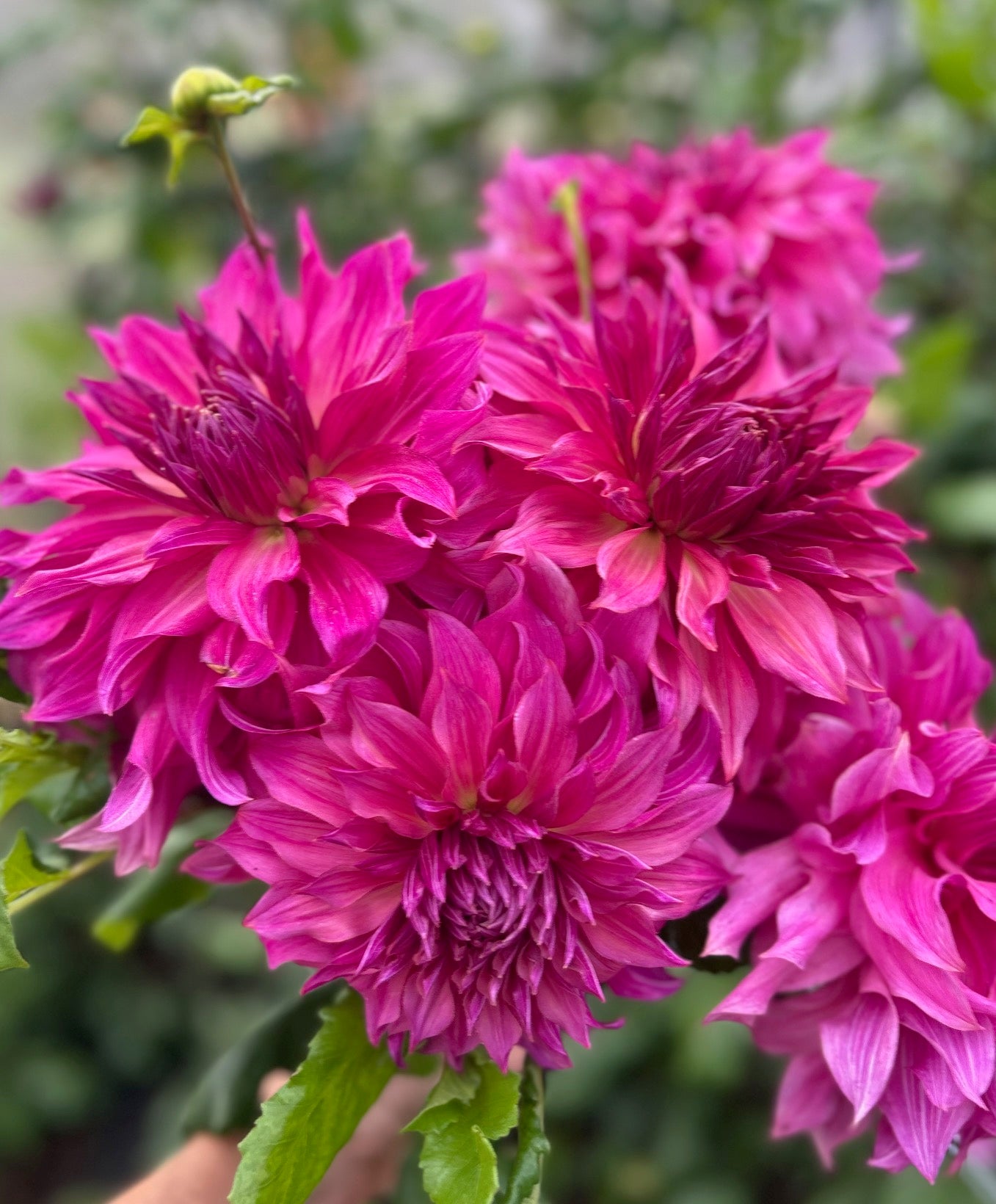Penhill Dark Monach - Dahlia Tuber