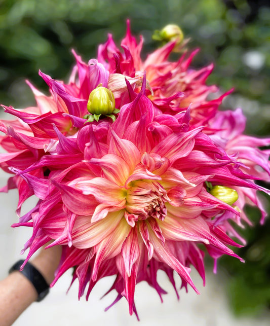 Penhill Watermelon - Dahlia Tuber