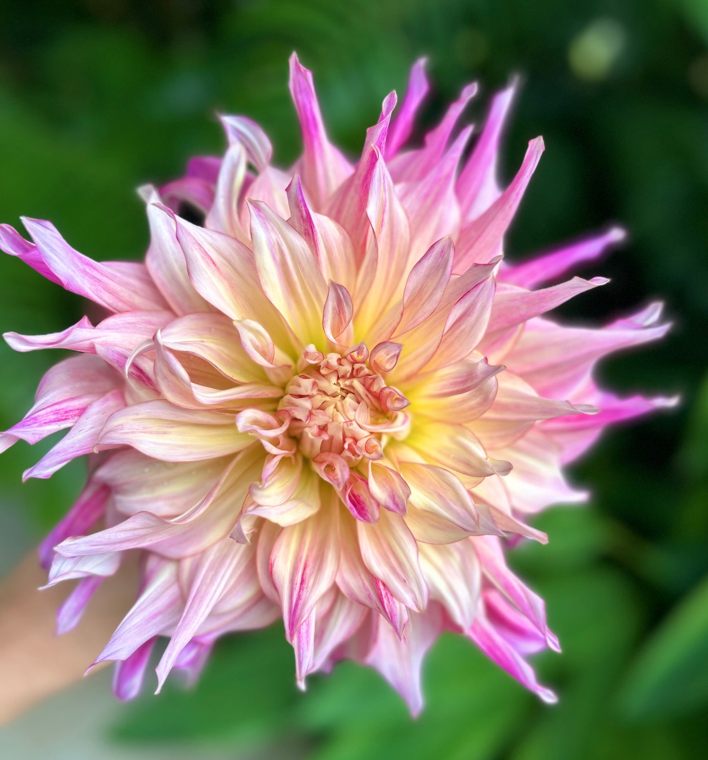 Penhill Watermelon - Dahlia Tuber