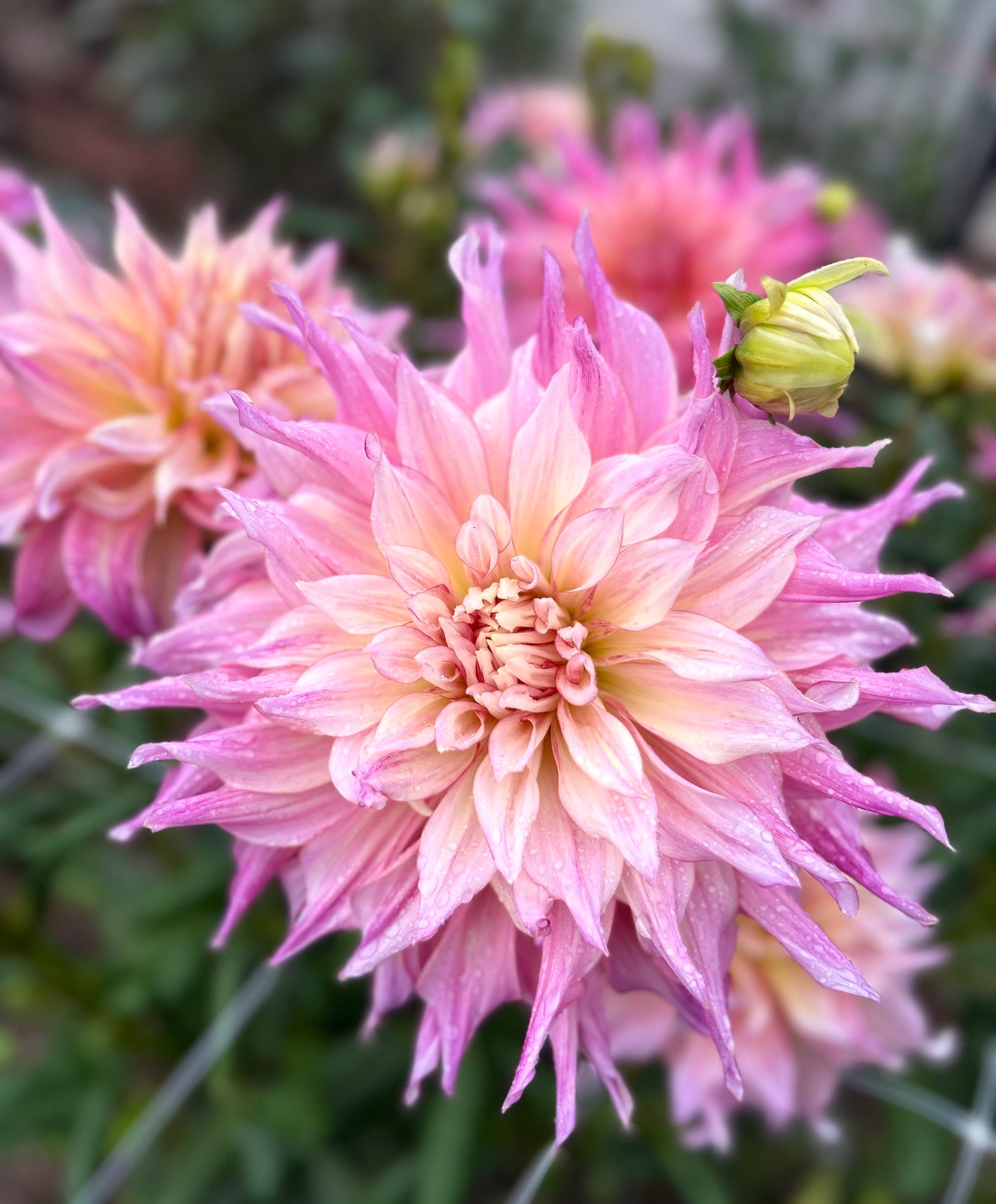 Penhill Watermelon - Dahlia Tuber