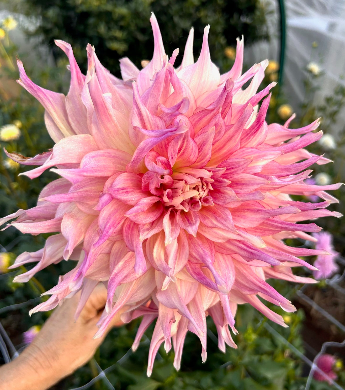 Penhill Watermelon - Dahlia Tuber
