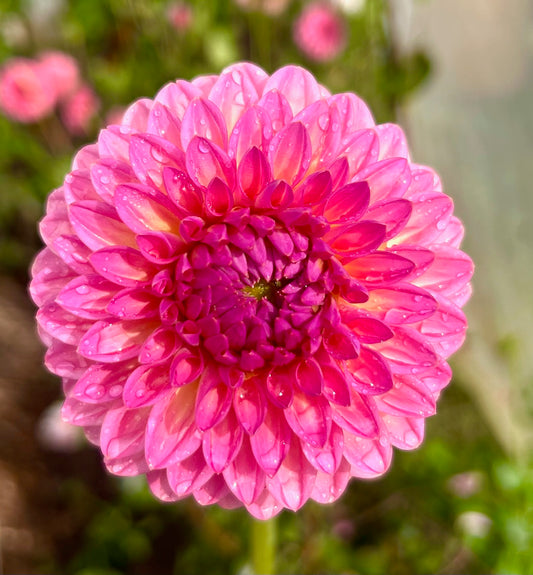 Pink Suffusion - Dahlia Tuber