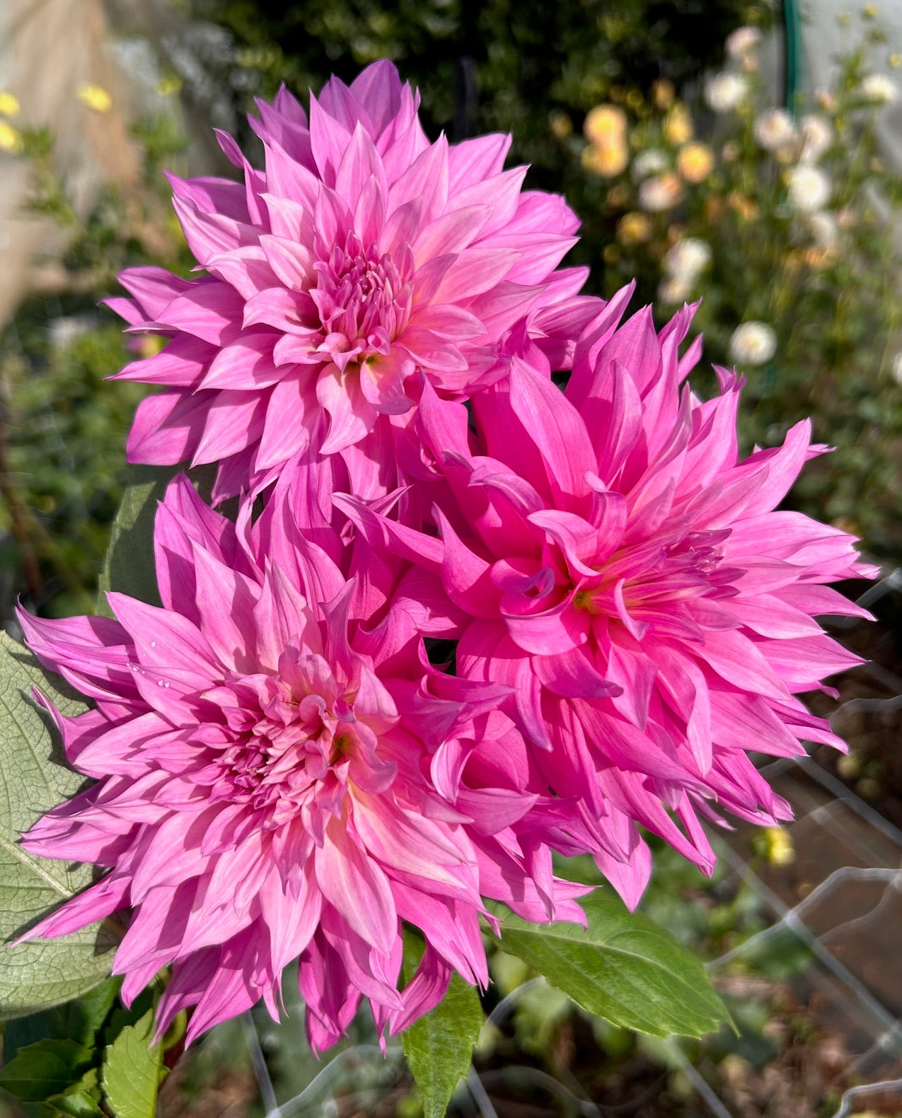 Pink Yetti - Dahlia Tuber