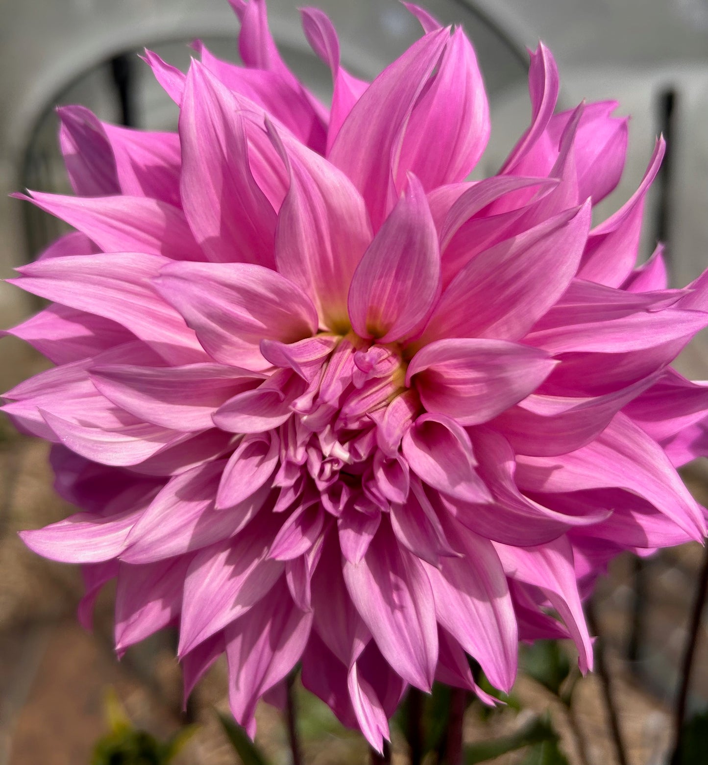 Pink Yetti - Dahlia Tuber