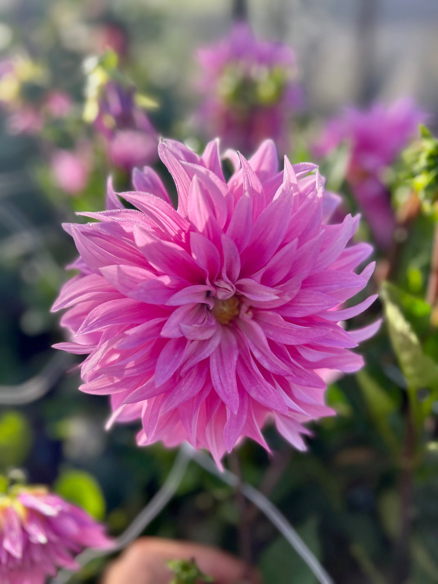 Pink Yetti - Dahlia Tuber