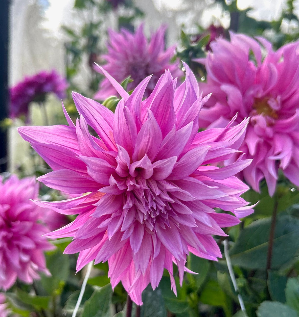 Pink Yetti - Dahlia Tuber