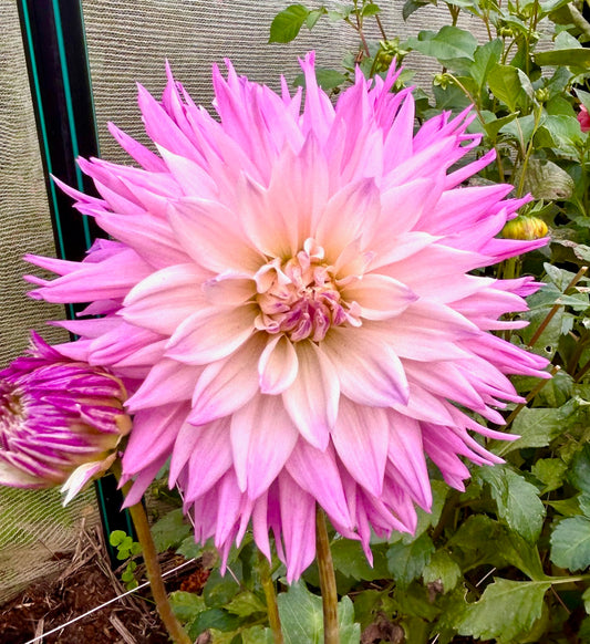 Purple Labyrinth - Dahlia Tuber