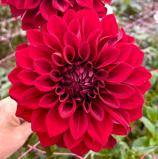 Red Tiger - Dahlia Tuber