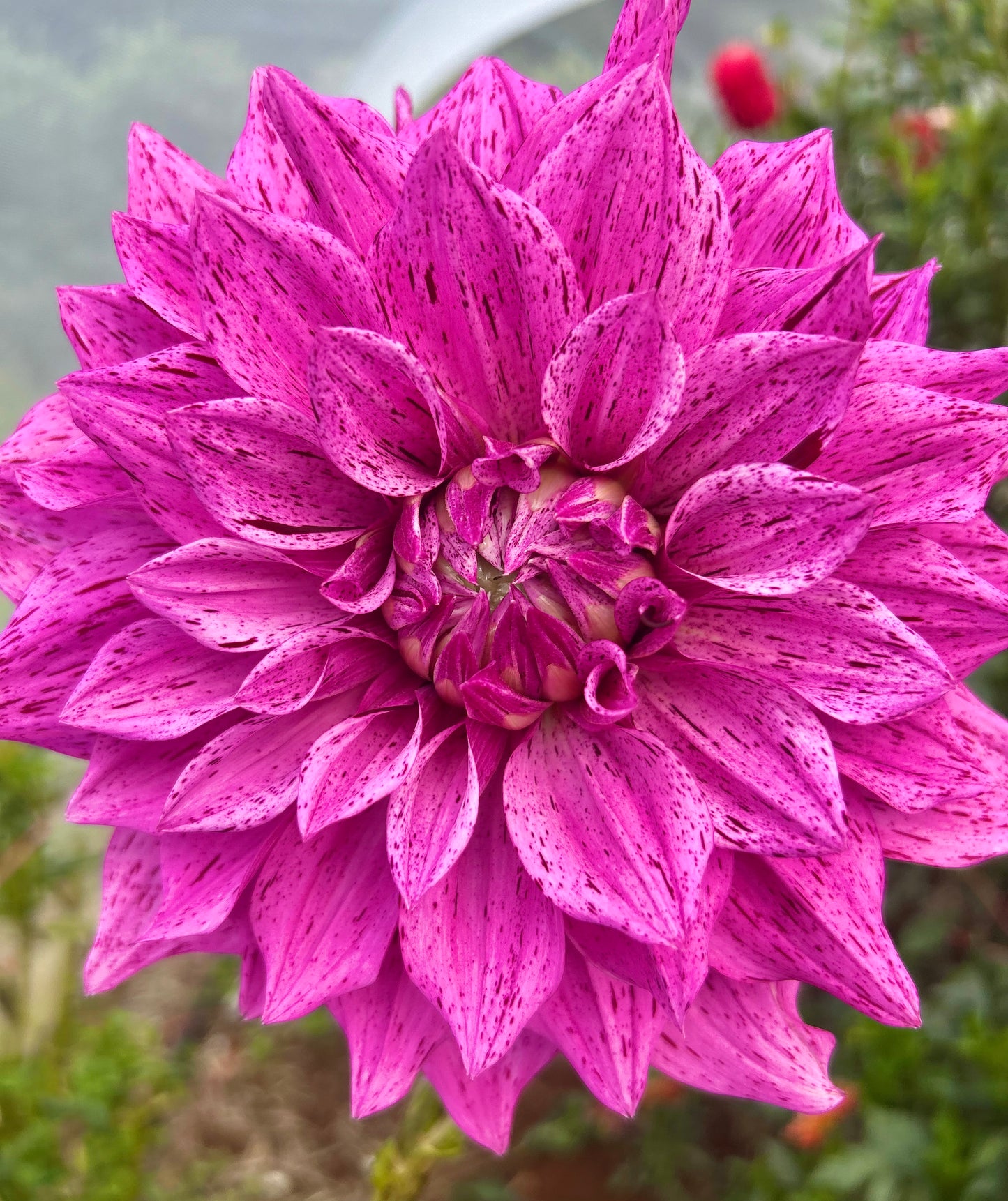 Samoan Prince - Dahlia Tuber