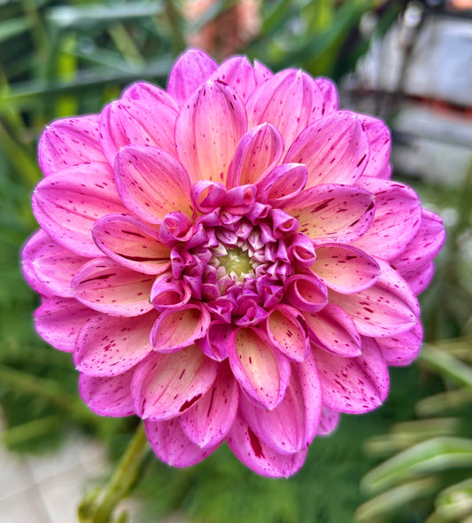 Sultan - Dahlia Tuber
