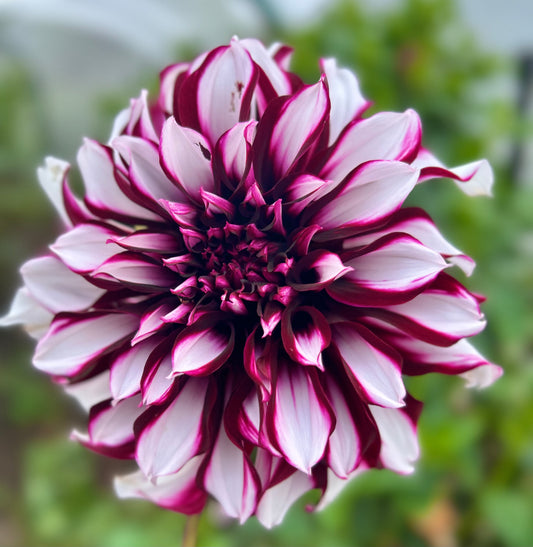 Tartan  - Dahlia Tuber