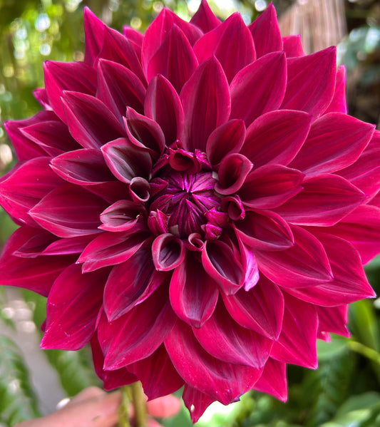 Thelma Maude - Dahlia Tuber