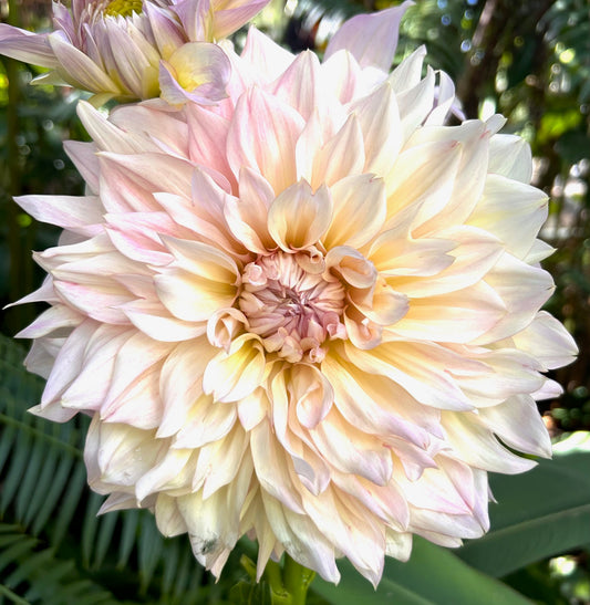 Tom Wyntern - Dahlia Tuber
