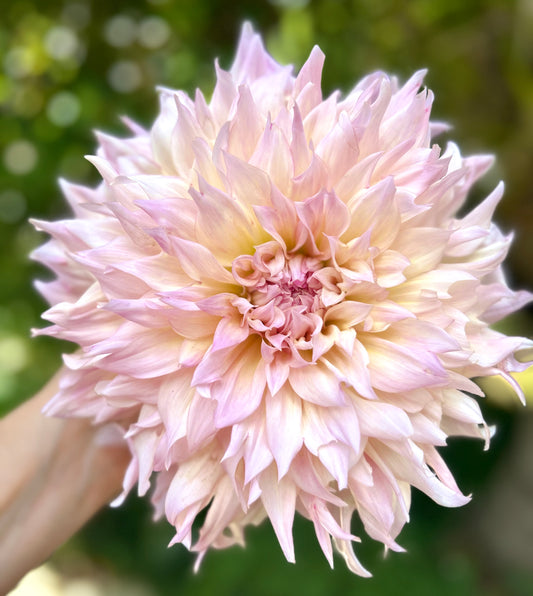 Tom Wyntern - Dahlia Tuber