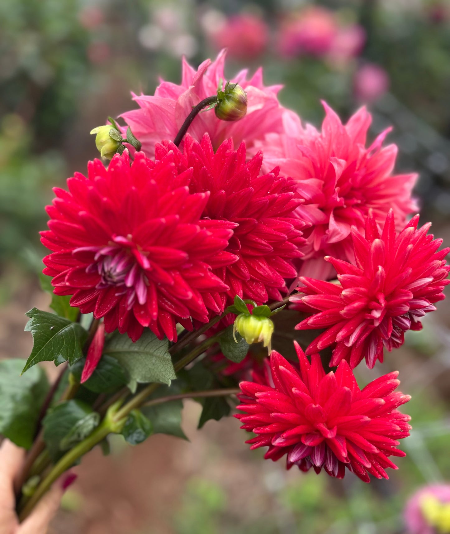 Unknown Red - Dahlia Tuber