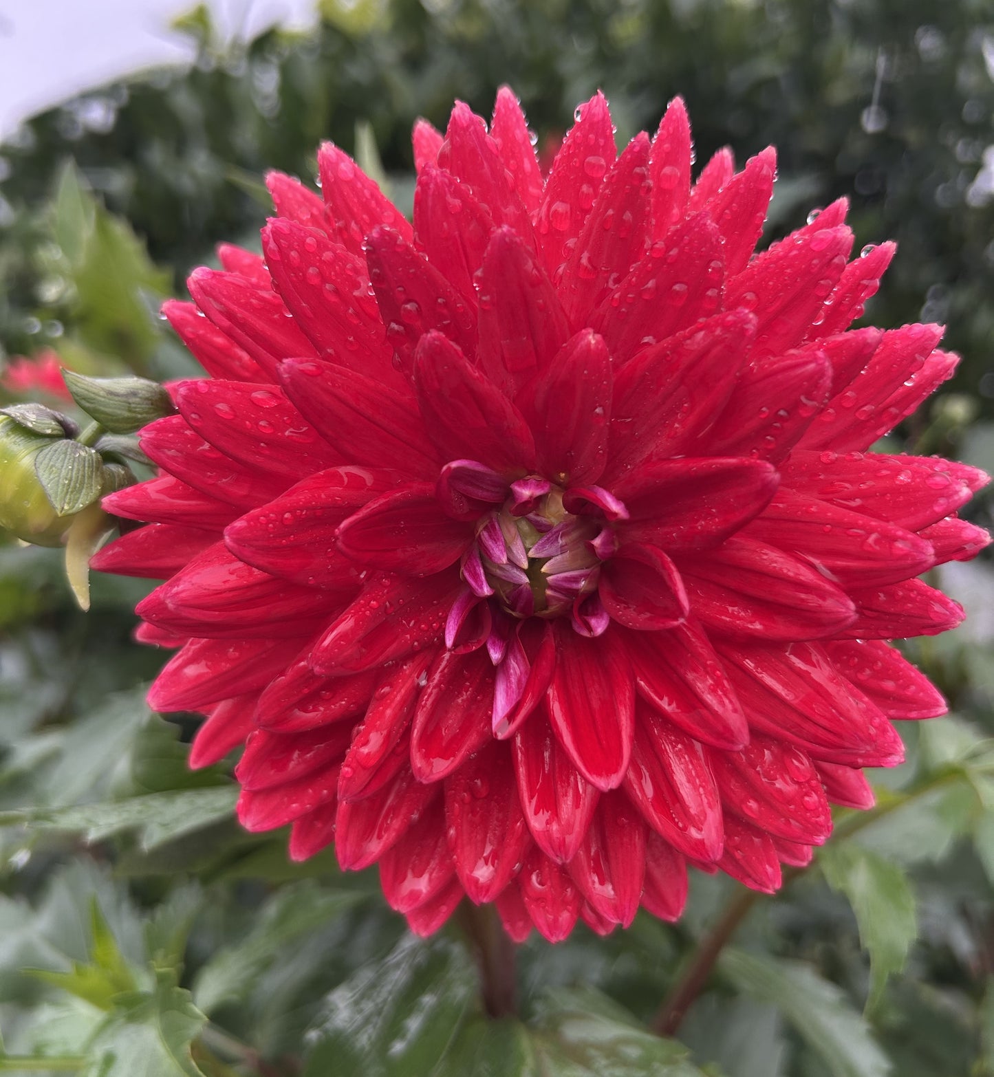 Unknown Red - Dahlia Tuber