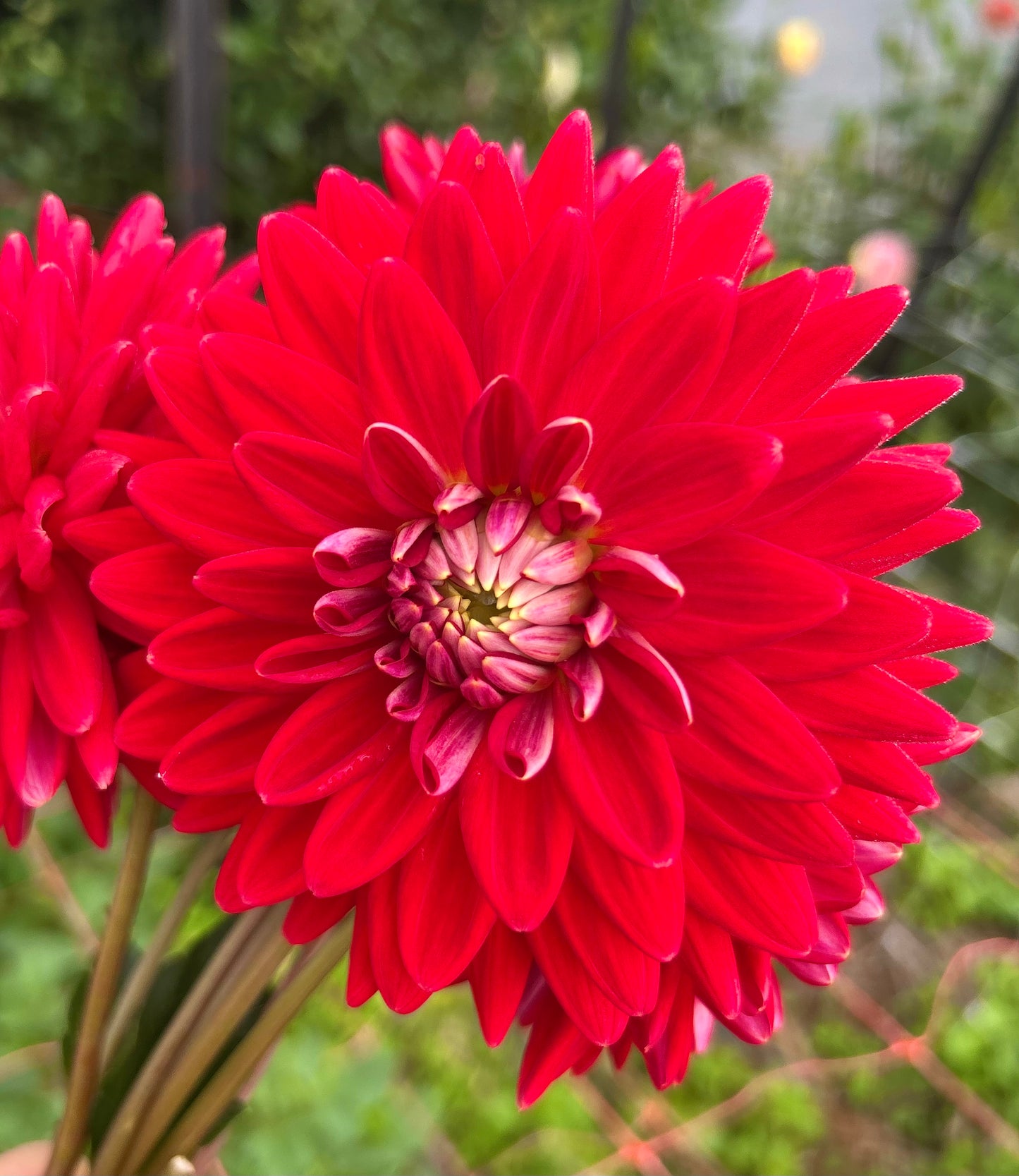 Unknown Red - Dahlia Tuber