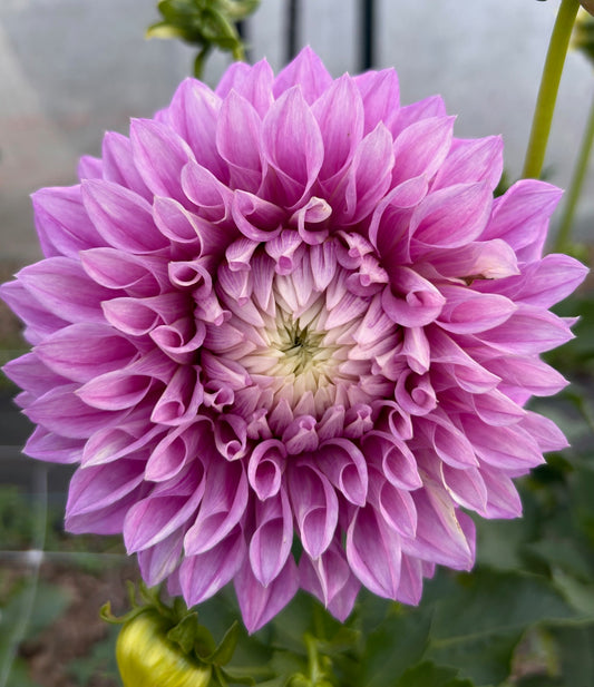 Veras Elma - Dahlia Tuber