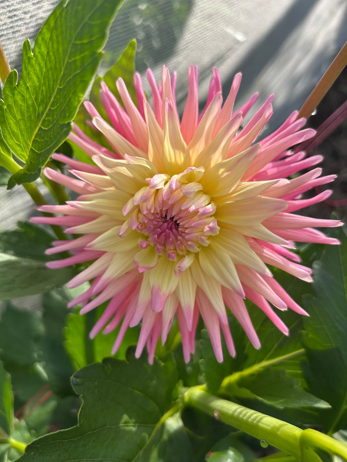 Villandry - Dahlia Tuber