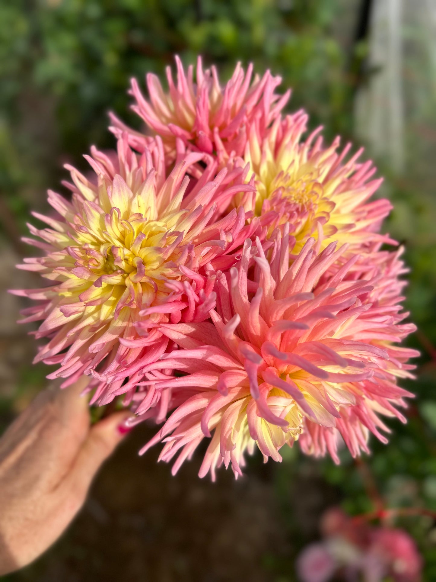 Villandry - Dahlia Tuber