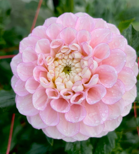 Vintage Wine - Dahlia Tuber
