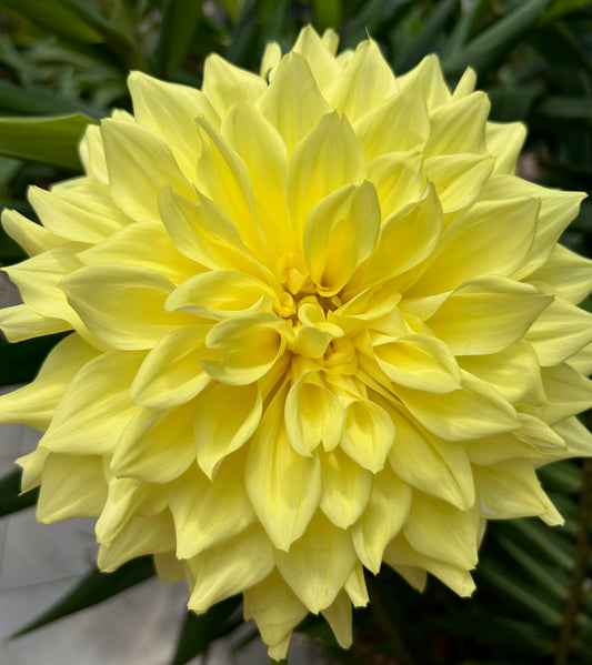 Wanda's Capella - Dahlia Tuber