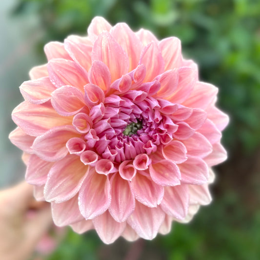 West Coast - Dahlia Tuber