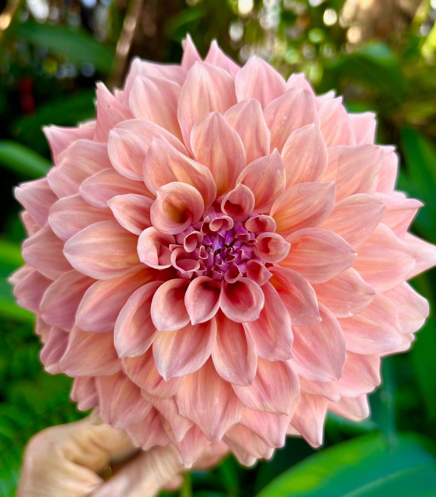 West Coast - Dahlia Tuber