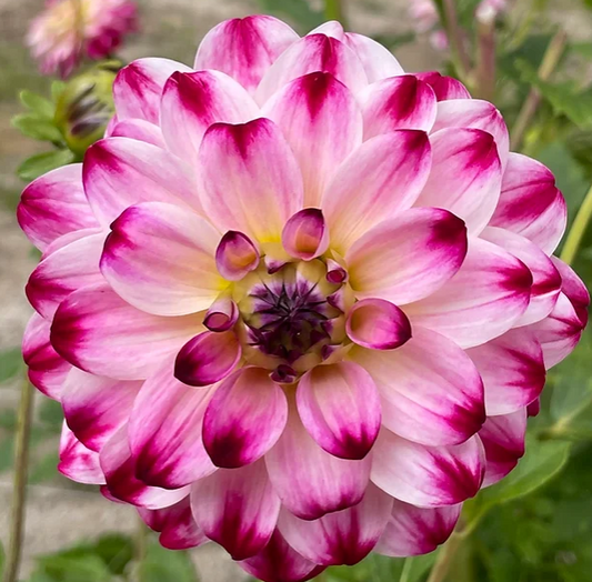 Wine and Roses - Dahlia Tuber
