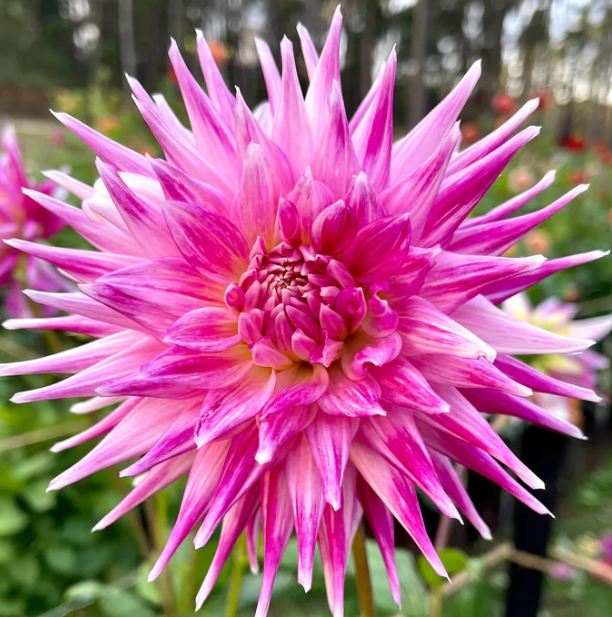 Winkie Carnival - Dahlia Tuber