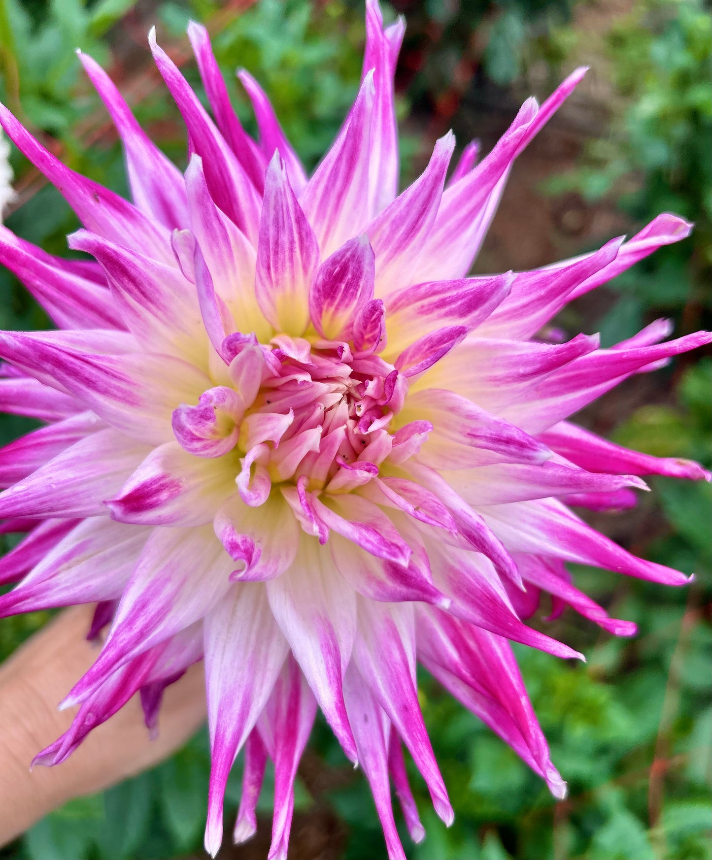 Winkie Carnival - Dahlia Tuber