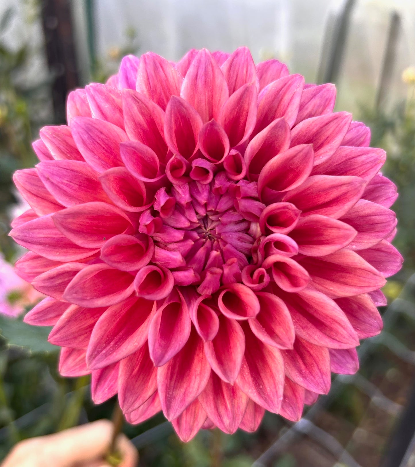 Winkie Cinnamon - Dahlia Tuber