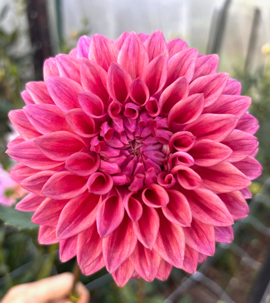 Winkie Cinnamon - Dahlia Tuber