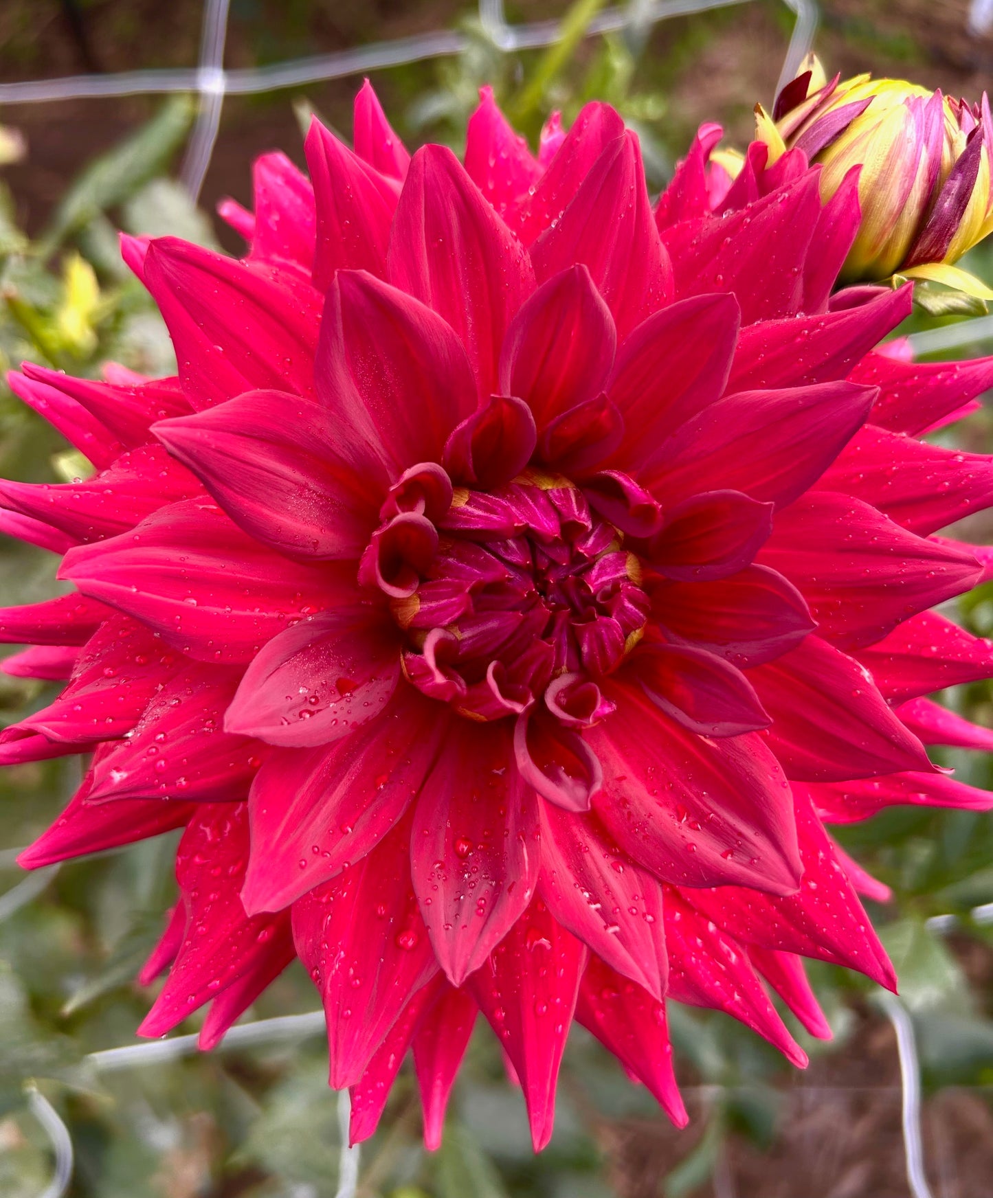 Winkie Colonel - Dahlia Tuber