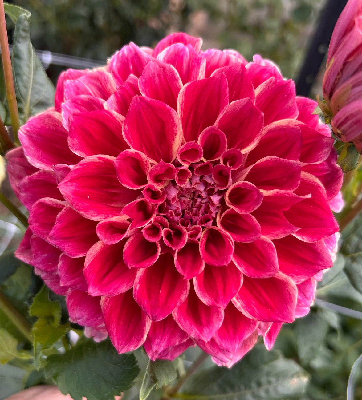 Winkie Rhubarb - Dahlia Tuber