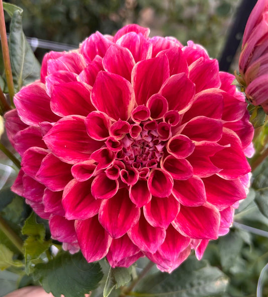 Winkie Rhubarb - Dahlia Tuber